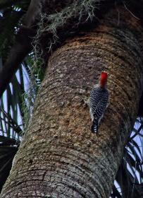 Specht im Bok Tower Sanctuary, FL