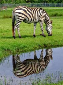 Zebra im Lion Country Safari Park, West Palm Beach, FL