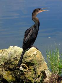 Anhinga im Lion Country Safari Park, West Palm Beach, FL
