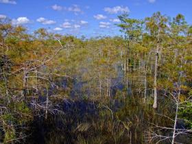 Everglades NP, FL