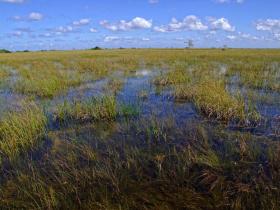 Everglades NP, FL
