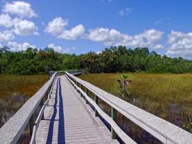 Boardwalk zu einem Hammock im Everglades NP, FL