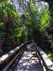 Im Hammock, Everglades NP, FL