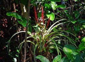 Luftpflanze, Everglades NP, FL