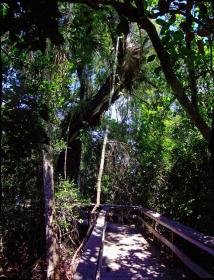 Im Hammock, Everglades NP, FL