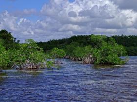 Mangroven im Everglades NP, FL