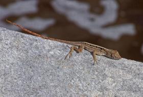 Eidechse im Everglades NP, FL