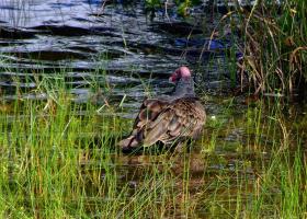 Badender Geier, Everglades NP, FL