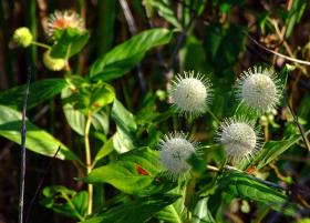 Blüten im Everglades NP, FL