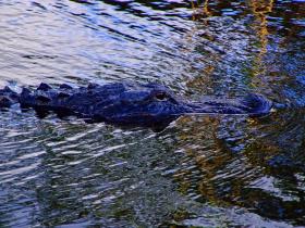 Alligator im Everglades NP, FL