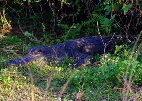 Alligator im Everglades NP, FL
