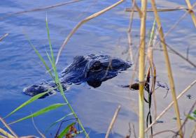 Alligator im Everglades NP, FL