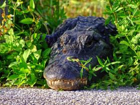 Alligator im Everglades NP, FL