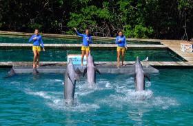 Delphine im Miami Seaquarium, Miami, FL