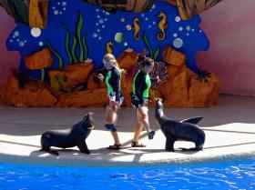 Seehunde im Miami Seaquarium, Miami, FL