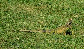 Freier Leguan im Miami Seaquarium, Miami, FL