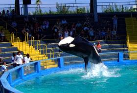 Killerwal im Miami Seaquarium, Miami, FL