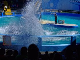 Killerwal im Miami Seaquarium, Miami, FL