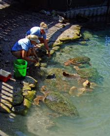 Wasserschildkröten im Miami Seaquarium, Miami, FL