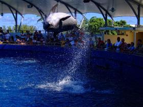 Delphin im Miami Seaquarium, Miami, FL