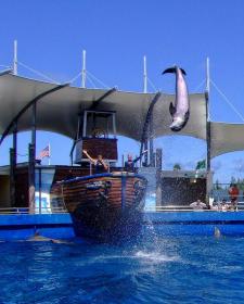 Delphin im Miami Seaquarium, Miami, FL