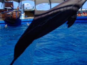 Delphin im Miami Seaquarium, Miami, FL