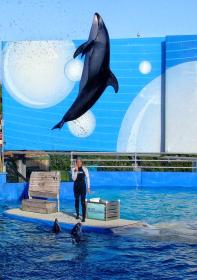 Delphine im Miami Seaquarium, Miami, FL