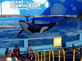 Killerwal im Miami Seaquarium, Miami, FL