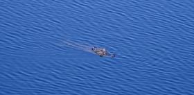 Alligator in der Alligator Alley, FL