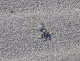 Krabbe am Pensacola Beach, FL