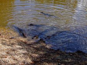 Viele Alligatoren im Jungle Gardens, Avery Island, LA