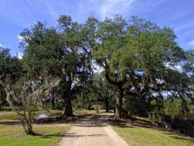 Bäume am Rundweg im Jungle Gardens, Avery Island, LA