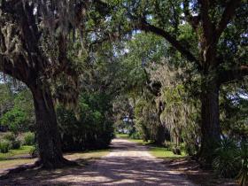 Rundweg im Jungle Gardens, Avery Island, LA