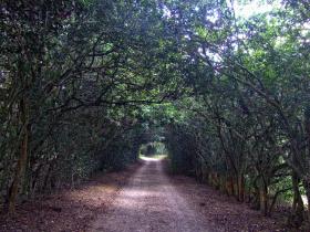 Rundweg im Jungle Gardens, Avery Island, LA