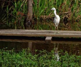 Vogel im Jungle Gardens, Avery Island, LA