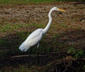 Reiher im Jungle Gardens, Avery Island, LA