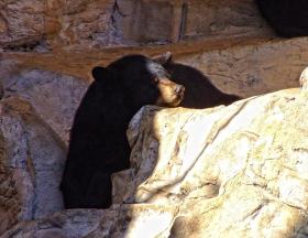 Bär im San Antonio Zoo, San Antonio, TX