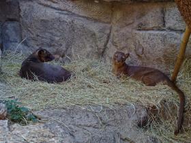 Fossas im San Antonio Zoo, San Antonio, TX