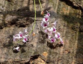 Orchideen im San Antonio Zoo, San Antonio, TX