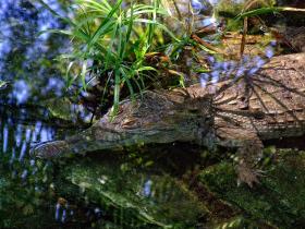 Gavial im San Antonio Zoo, San Antonio, TX