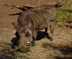 Afrikansiches Schwein im San Antonio Zoo, San Antonio, TX