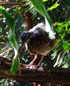 Vogel im San Antonio Zoo, San Antonio, TX
