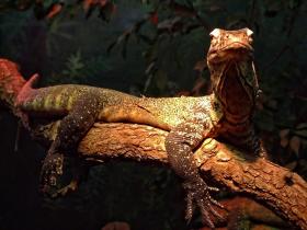 Baby Komodo Waran im San Antonio Zoo, San Antonio, TX