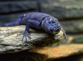 Eidechse im San Antonio Zoo, San Antonio, TX