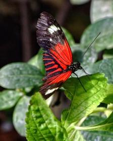 Schmetterling im San Antonio Zoo, San Antonio, TX