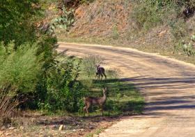 Rehe auf der Willow City Loop, TX