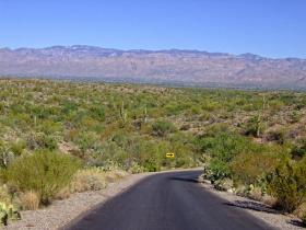 Saguaro NP, AZ