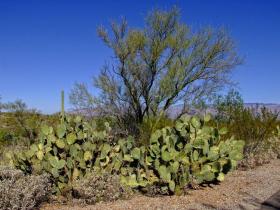 Kakteen im Saguaro NP, AZ