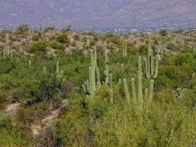 Saguaros im Saguaro NP, AZ