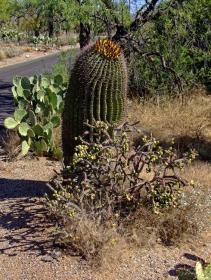 Kakteen im Saguaro NP, AZ